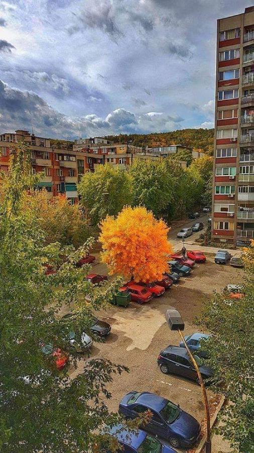 Apartman Nikolic Bor Exteriér fotografie